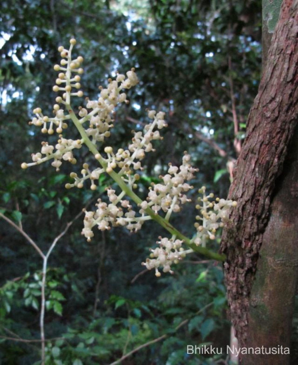 Anamirta cocculus (L.) Wight & Arn.